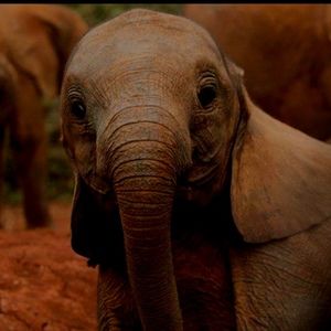 Meet your Posher, Posh